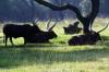 Sunrise_Safari_Ankole_Cattle_2.jpg