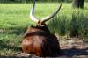 Sunrise_Safari_Ankole_Cattle_4.jpg