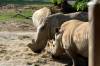 Sunrise_Safari_White_Rhinos.jpg