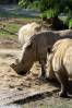 Sunrise_Safari_White_Rhinos_2.jpg