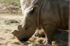 Sunrise_Safari_White_Rhinos_3.jpg