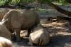 Sunrise_Safari_White_Rhinos_Nursing_Baby.jpg