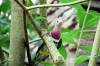 9_15_09_Maharajah-Temmincks_Fruit_Dove.JPG