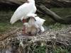 Spoonbill_and_babies.JPG