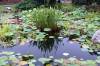 Water_Lily_Pond_in_China.jpg