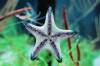 9_12_09_The_Seas-_Starfish_on_Glass.JPG