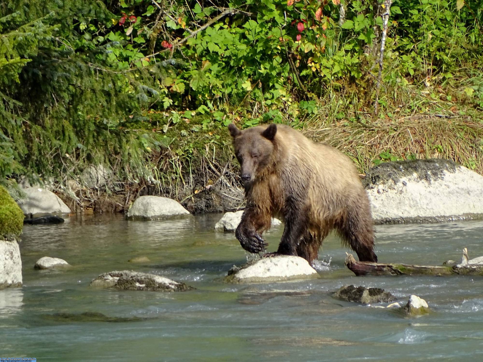 Experience the wildlife of Skagway, Alaska on your Disney Cruise | PassPorter.com