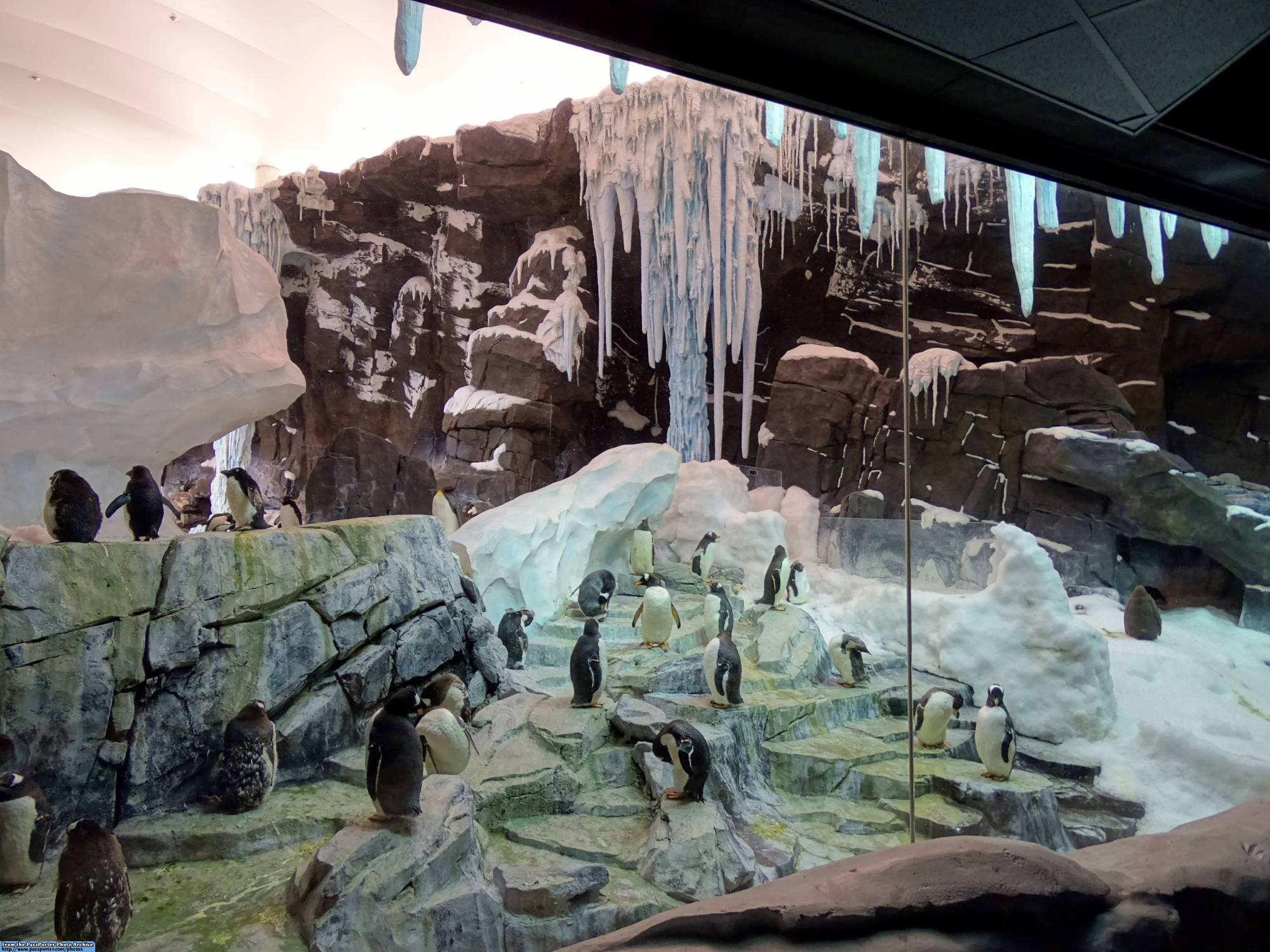 Explore Antarctica: Empire of the Penguin at SeaWorld Orlando |PassPorter.com