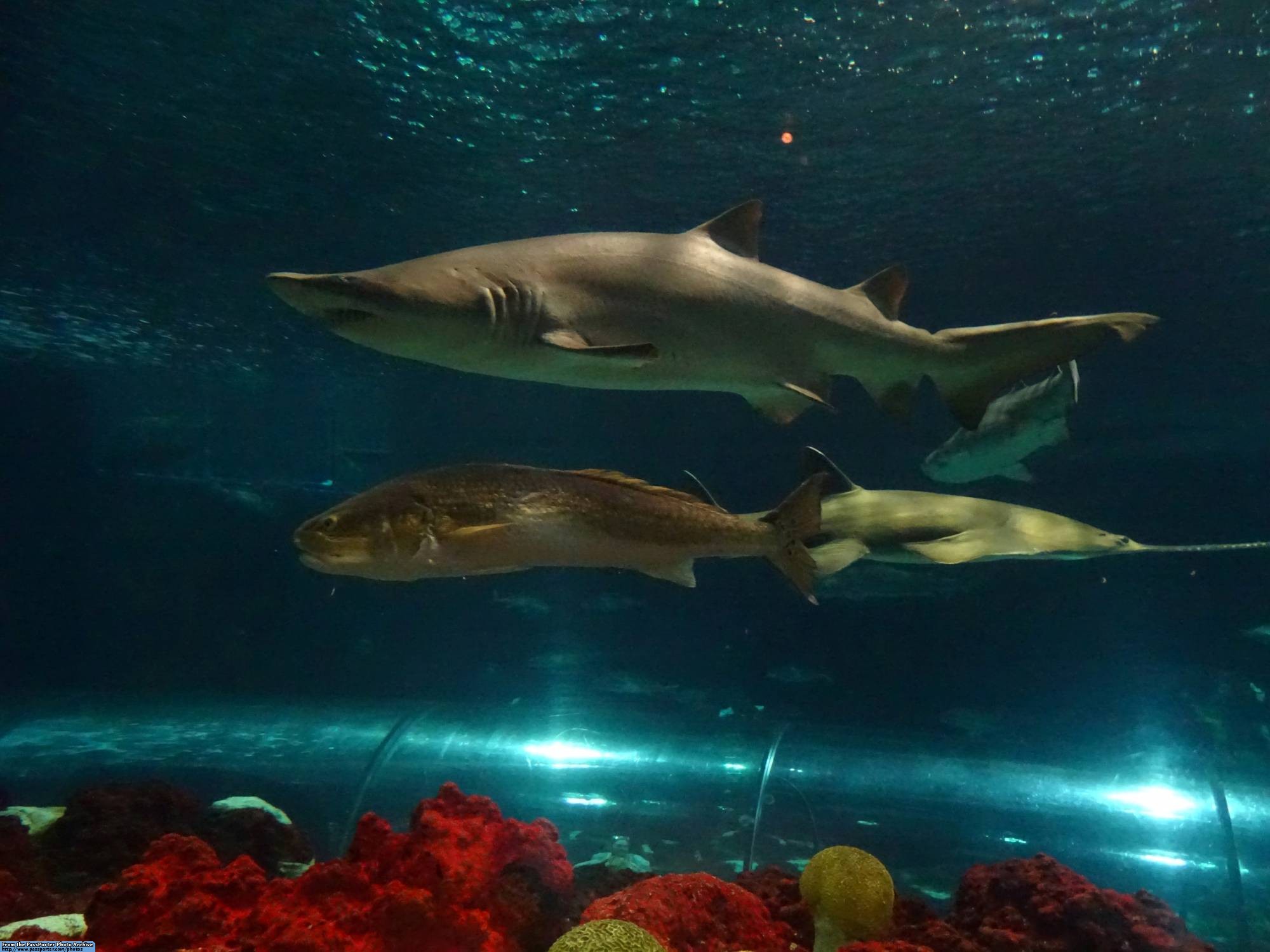 Dine with the sharks at SeaWorld Orlando |PassPorter.com