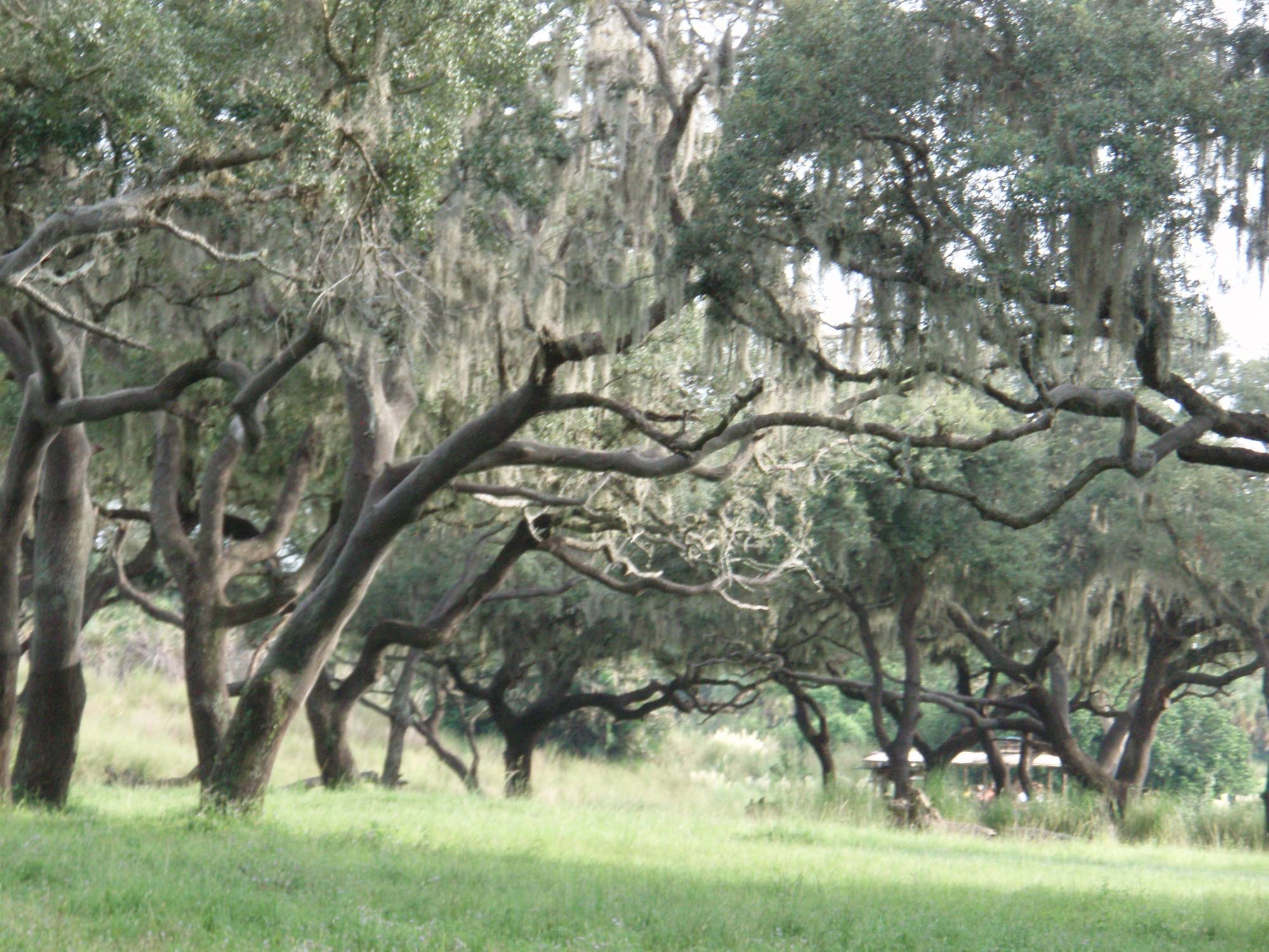 Savannah Trees on Kilamanjaro Safari