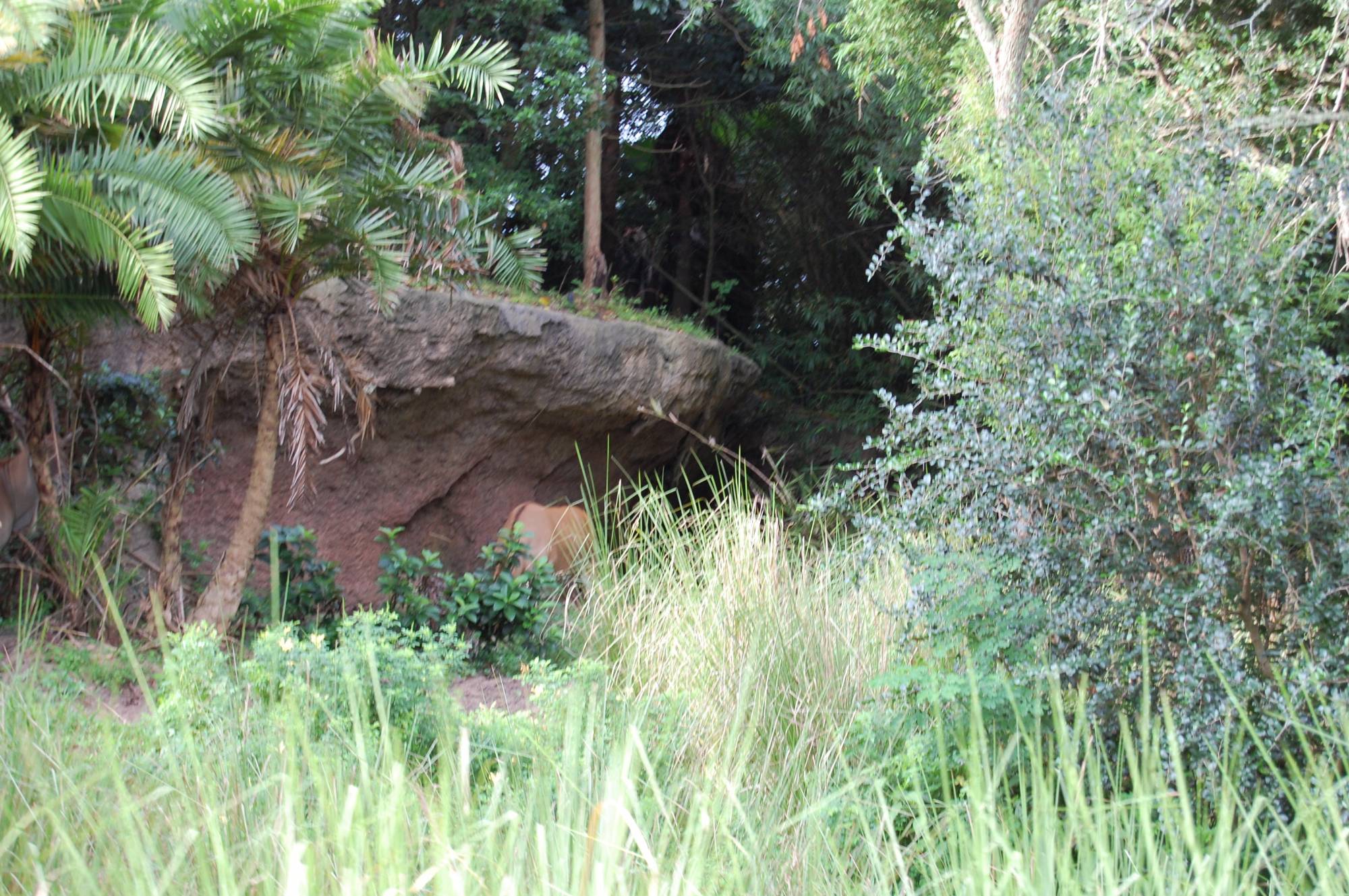 Hide and Seek on Safari