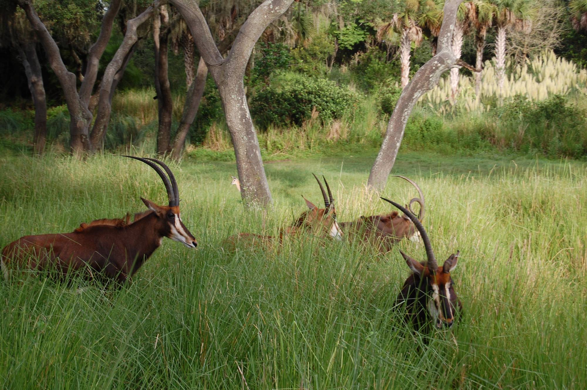 Horned animals on Safari