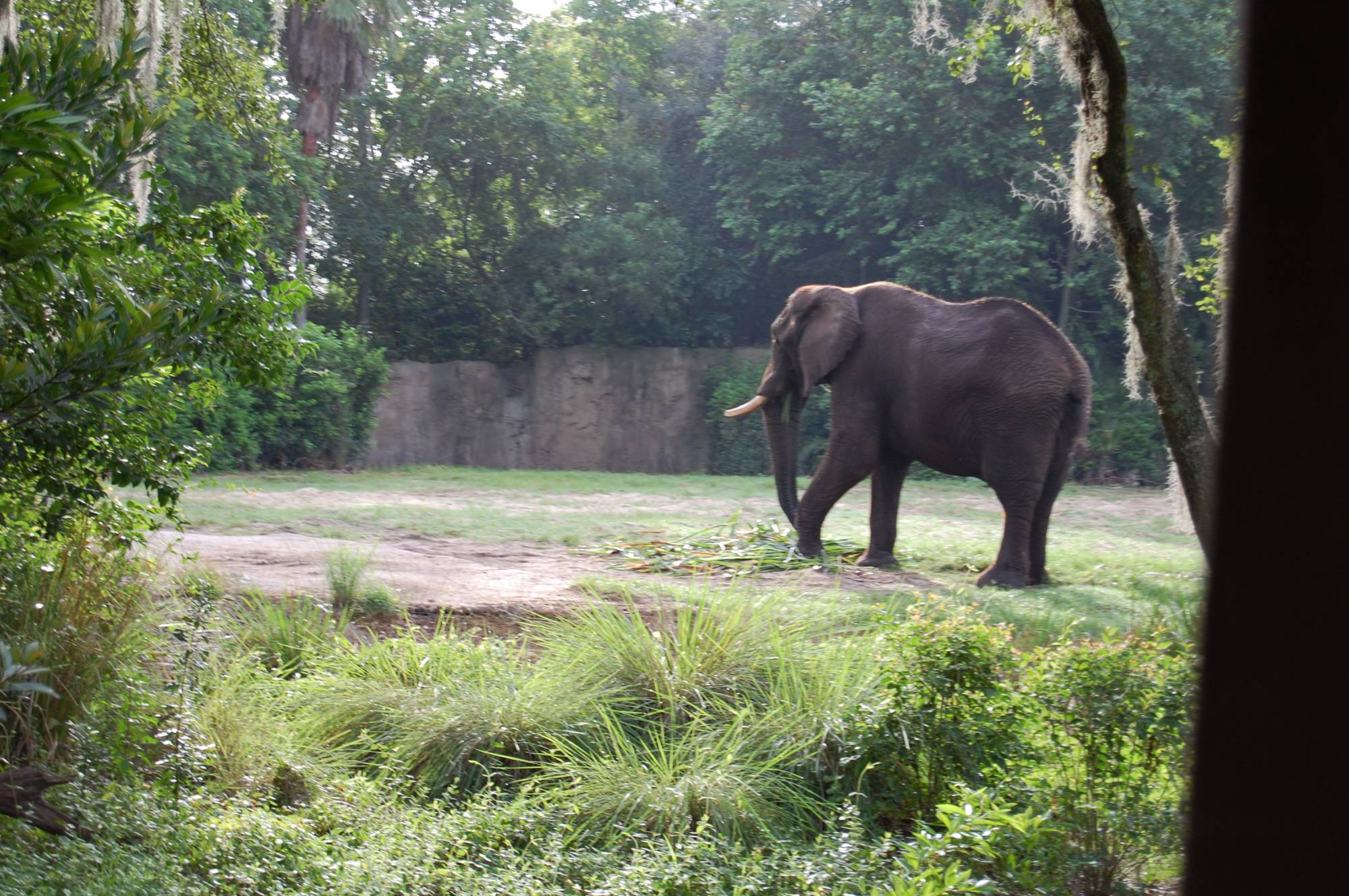 Elephants at AK