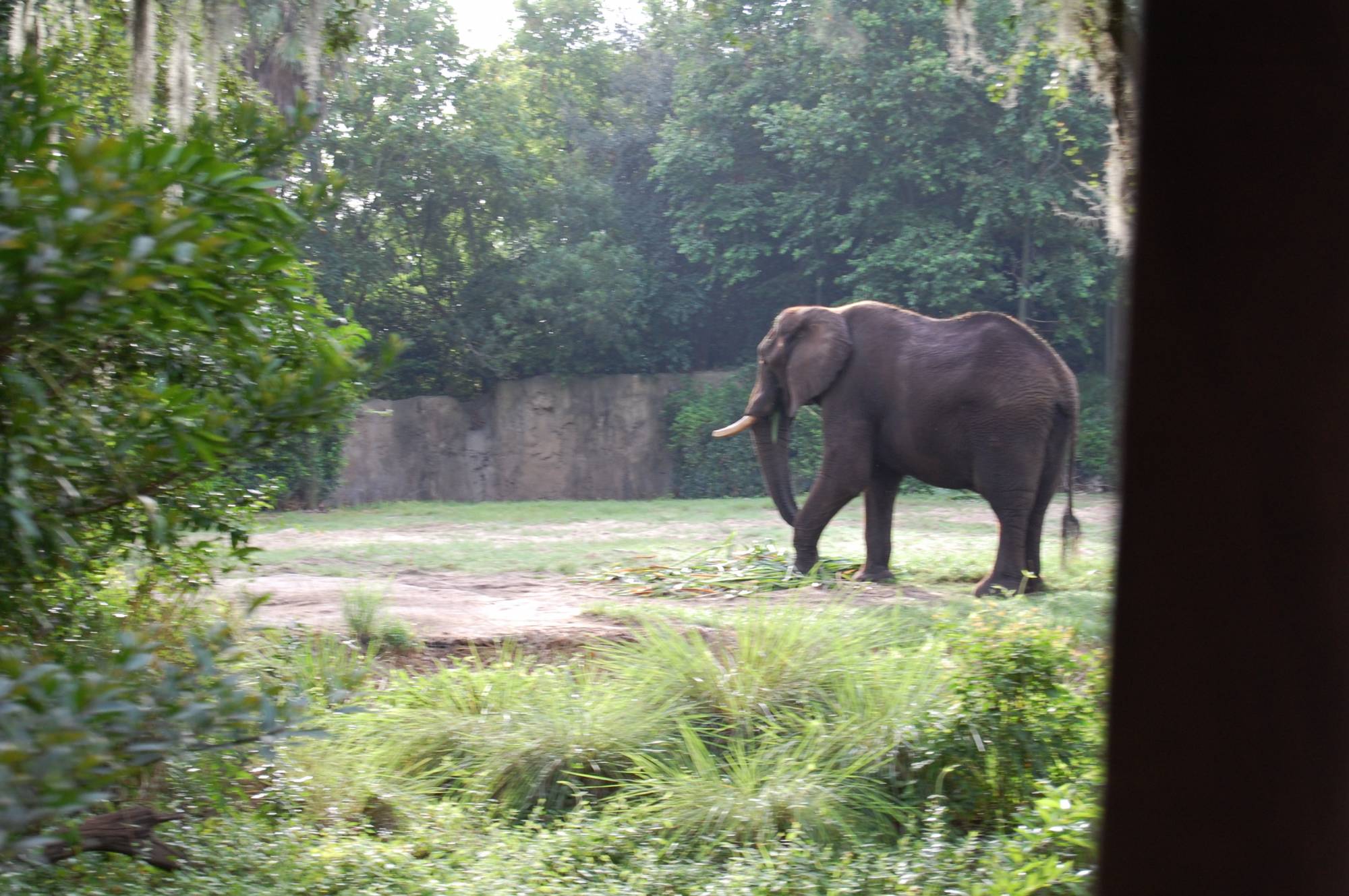 Elephant from Safari