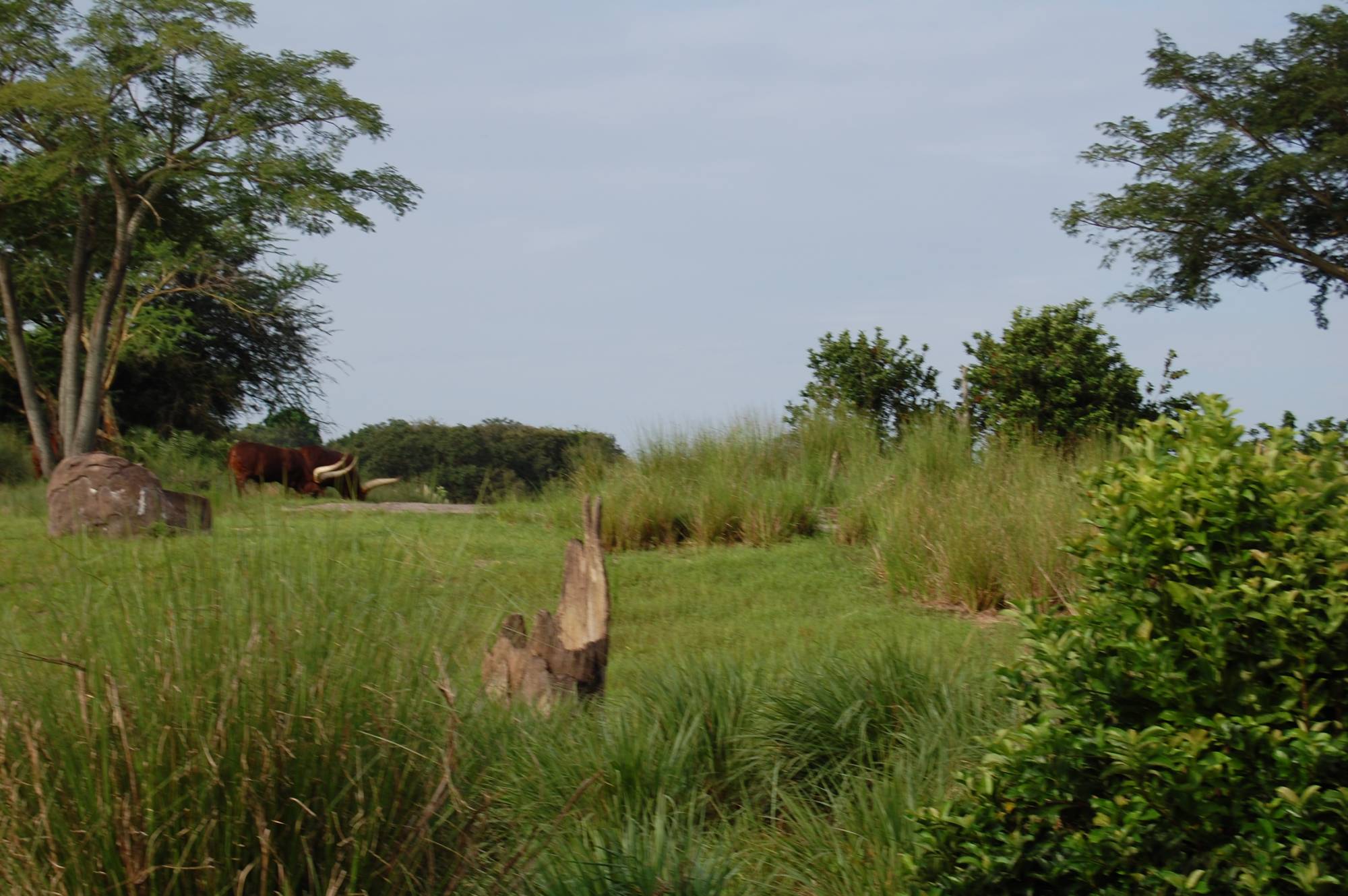 Animal from Safari