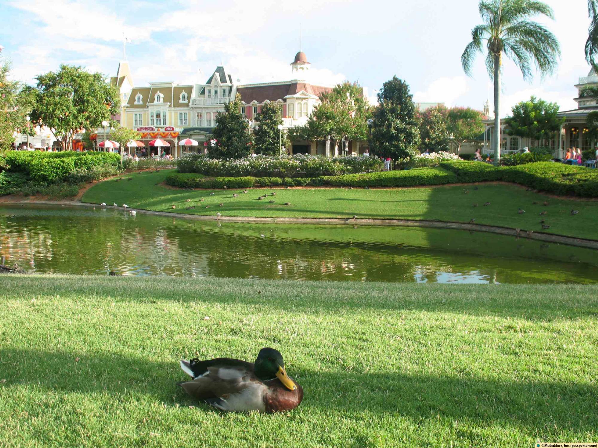 Magic Kingdom - Let Sleeping Ducks Lie