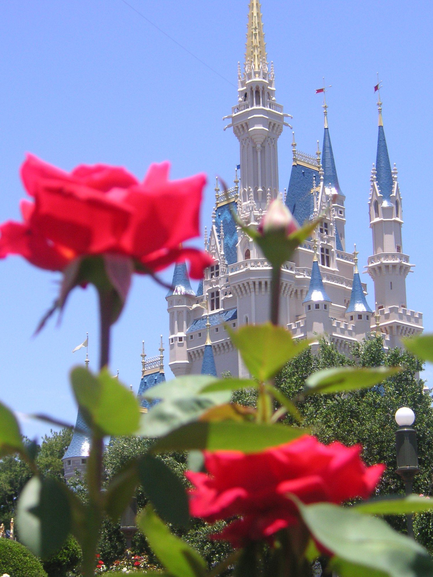 Magic Kingdom - Cinderella Castle from the Rose Garden