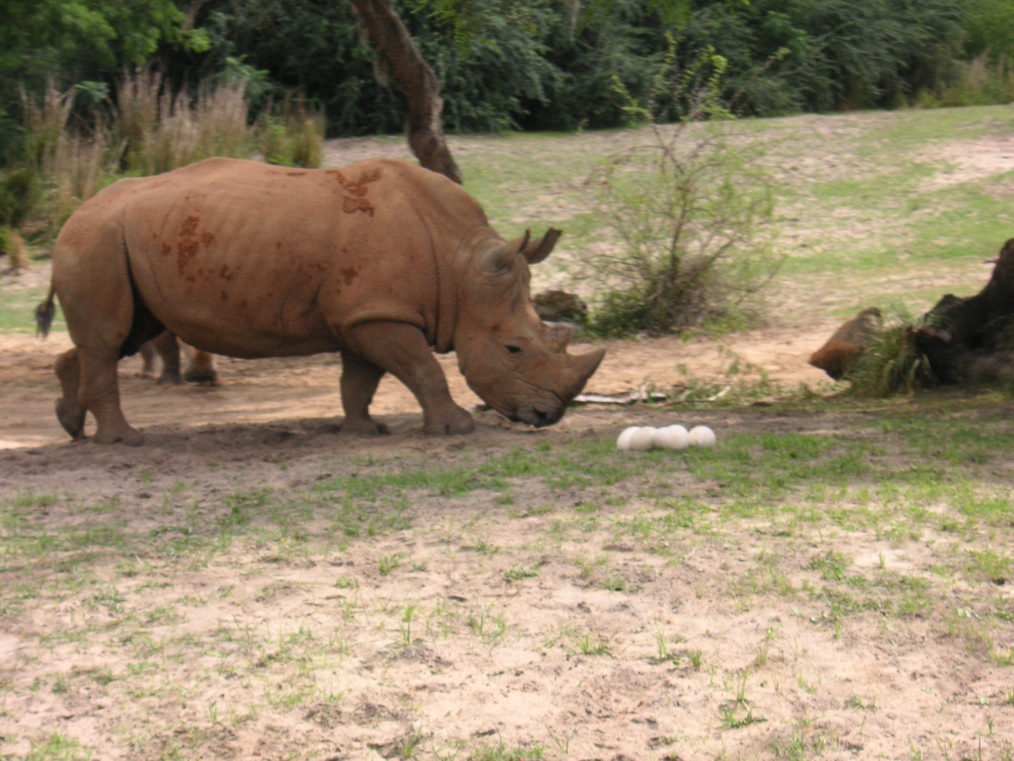 Safari - White Rhino &amp; Ostrich Eggs