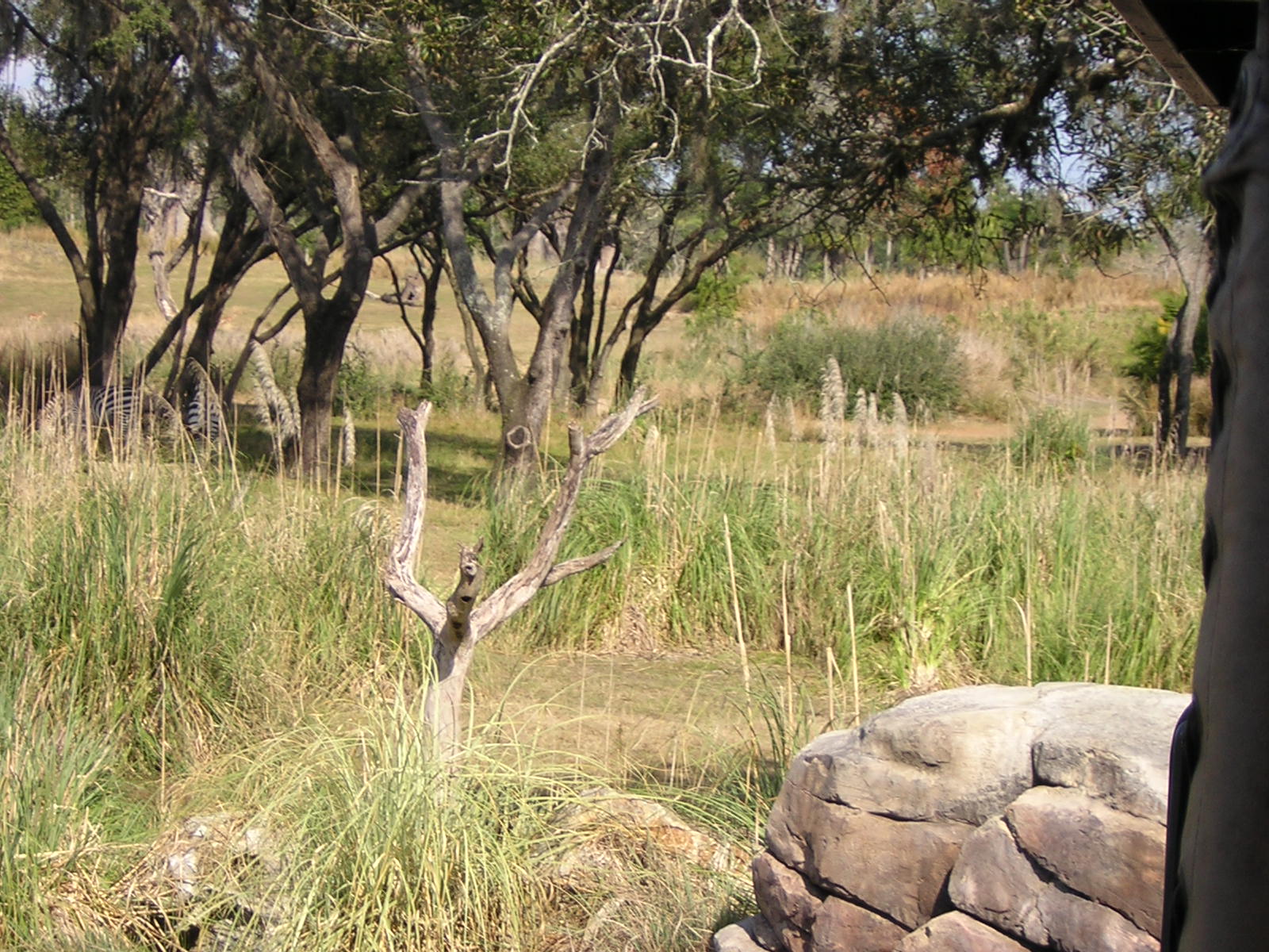 Animal Kingdom - Africa - Kilimanjaro Safaris