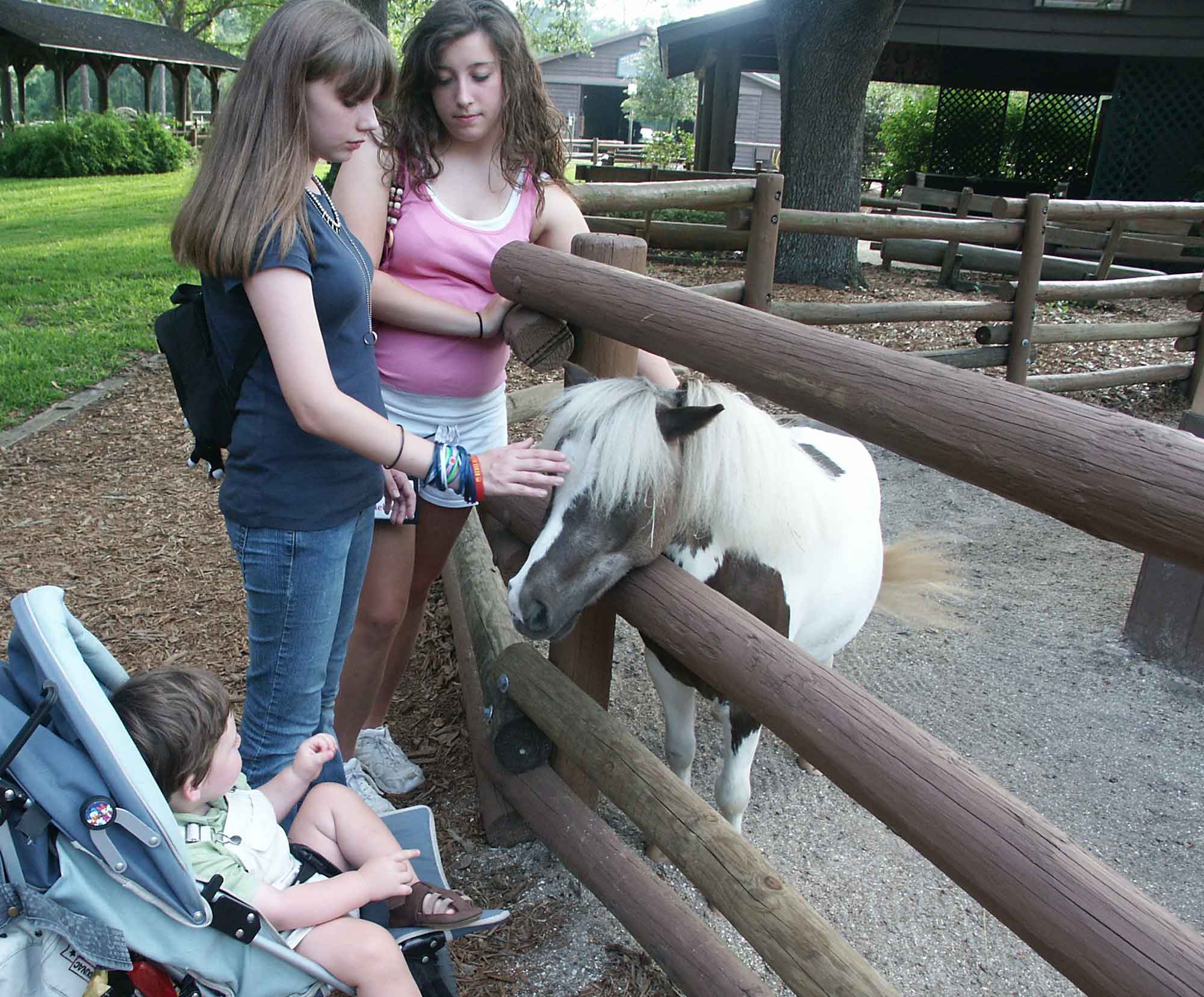 Fort Wilderness - Tri-Circle-D Farm - Petting Horse