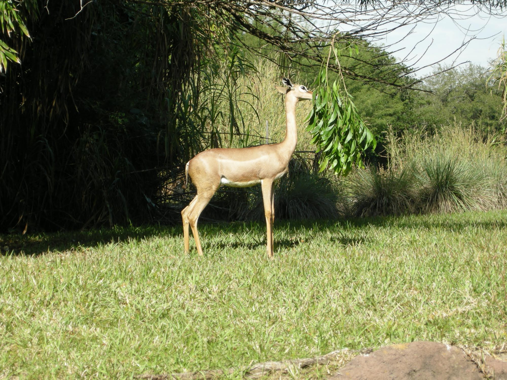 Animal Kingdom  - Africa - Pangani Forest Exploration Trail - Deer