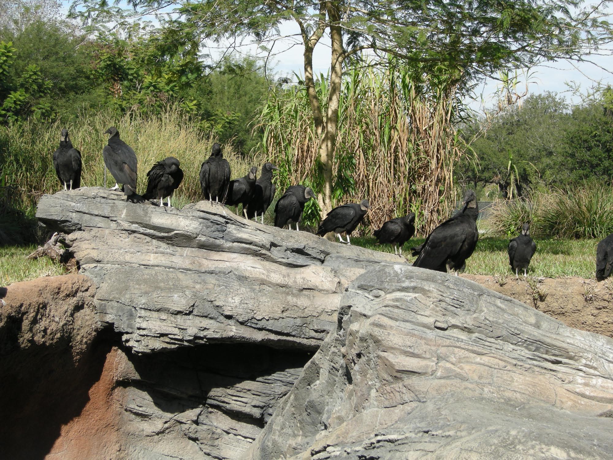Animal Kingdom  - Africa - Pangani Forest Exploration Trail - Birds