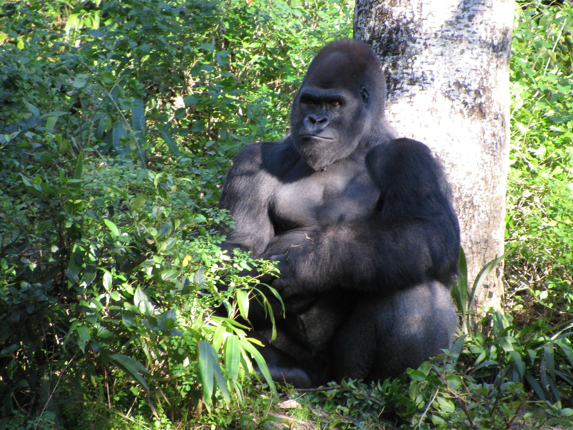 Animal Kingdom- Africa Gorillas