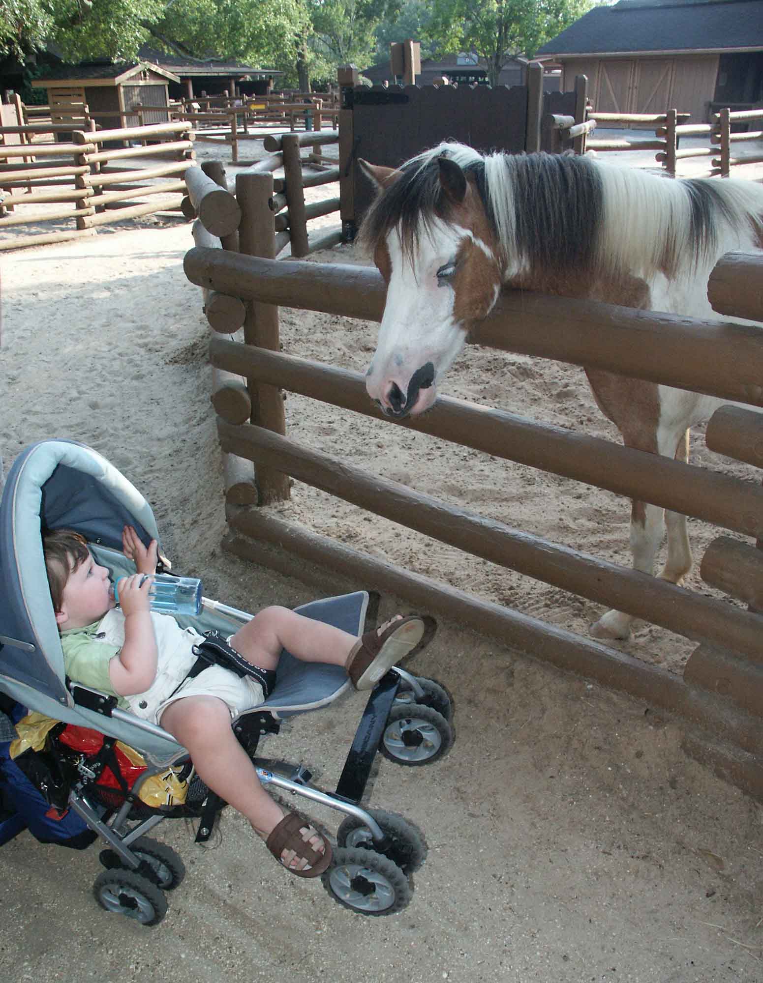 Fort Wilderness - Tri-Circle-D Farm Horse