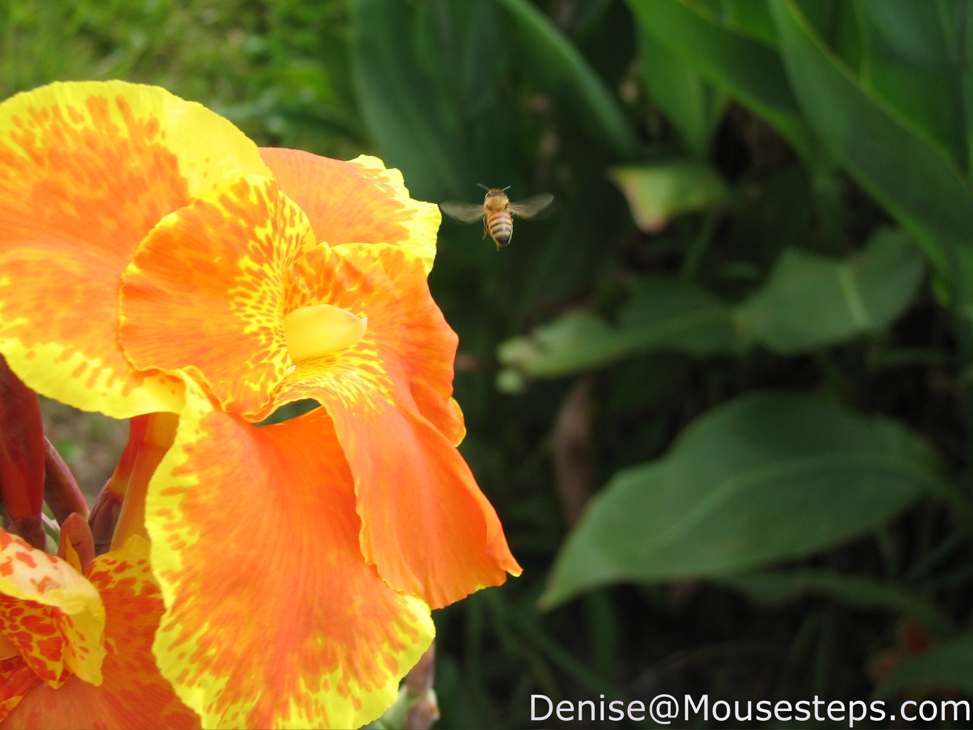 Coronado Springs Bee and Flower