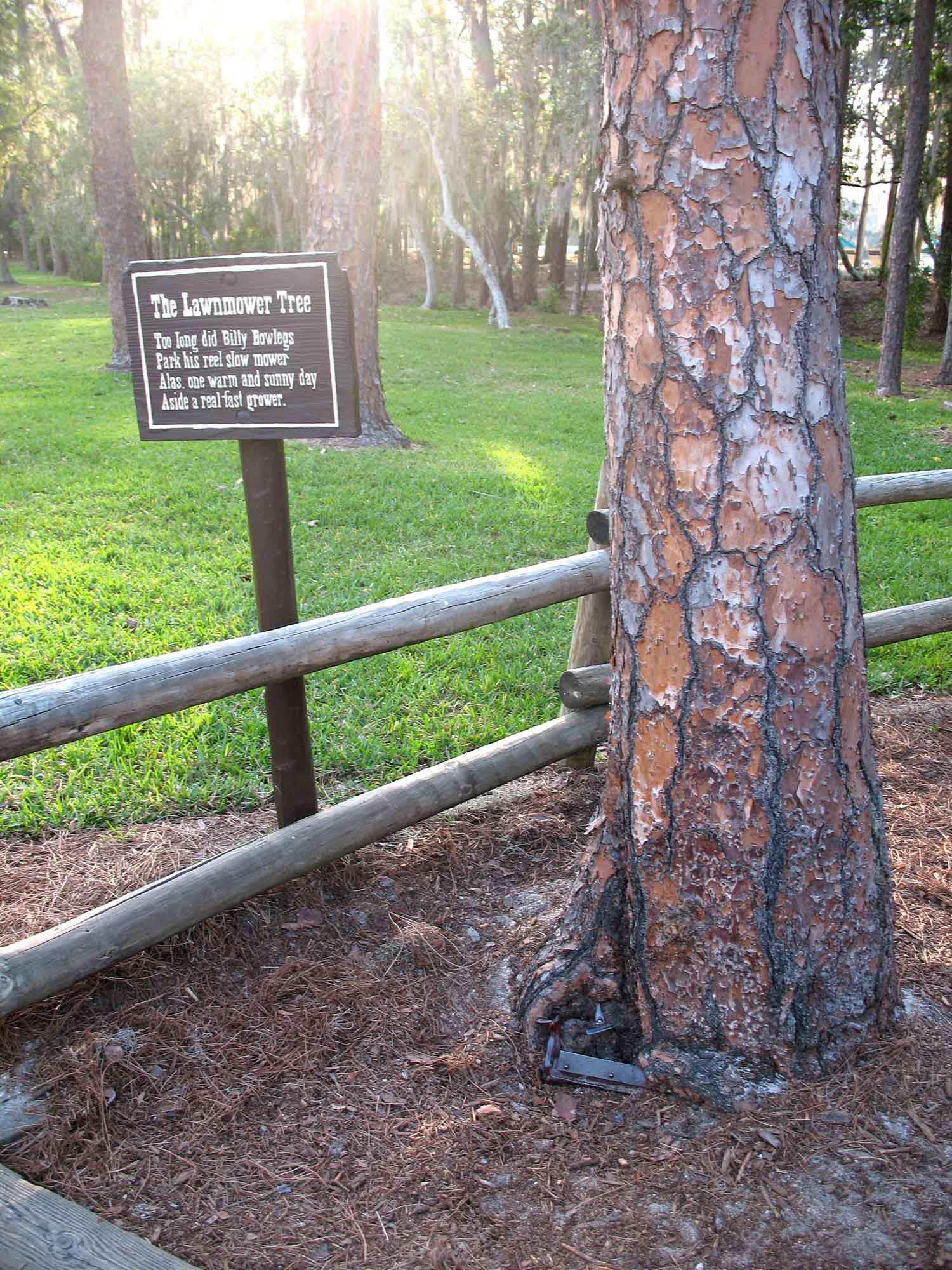 Fort Wilderness - The Lawnmower Tree