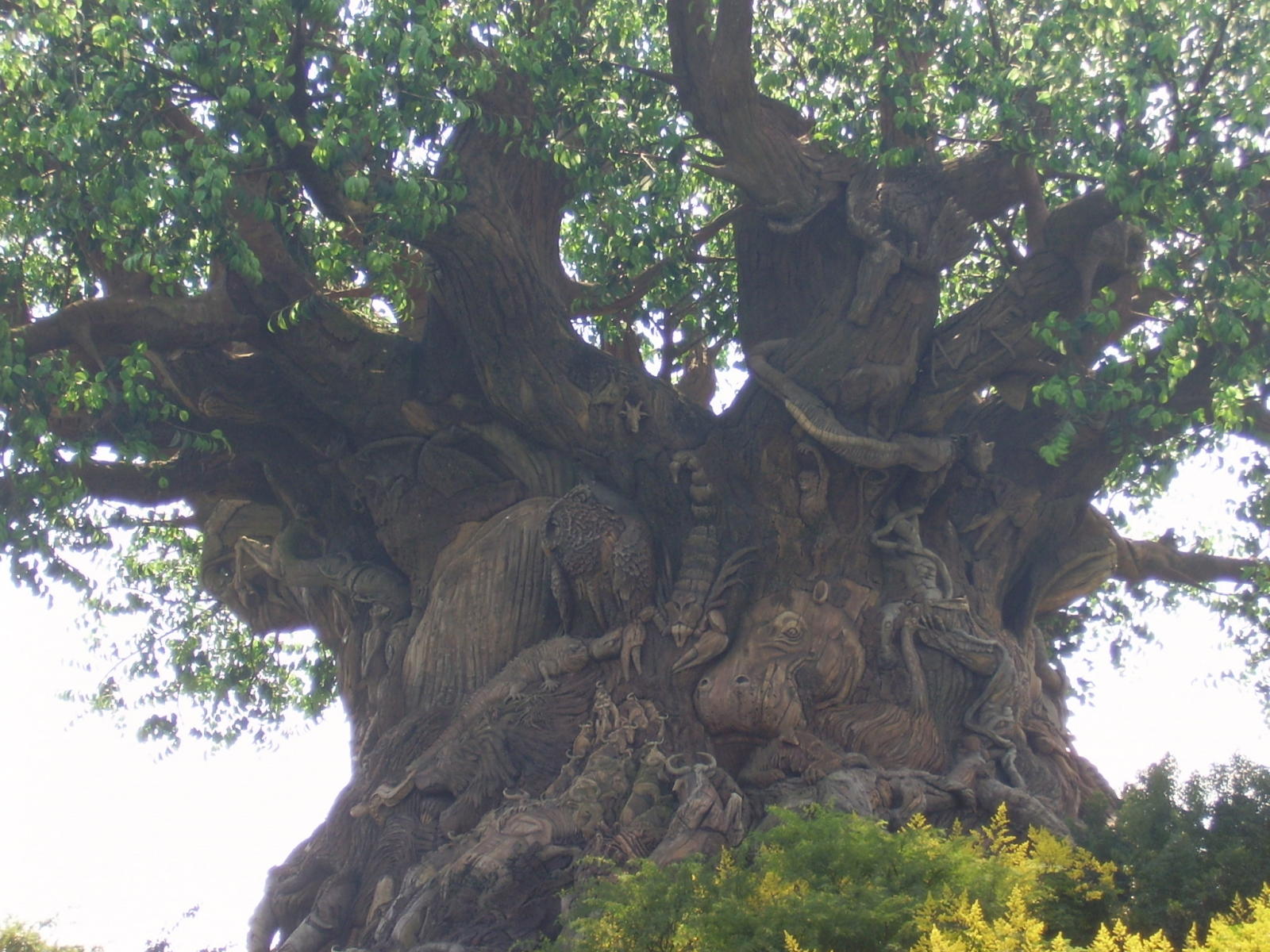 Trunk of the Tree of Life