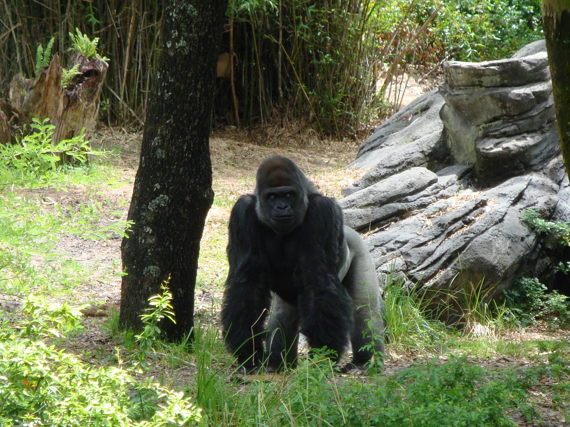 Gorilla in pangani Forest Trail