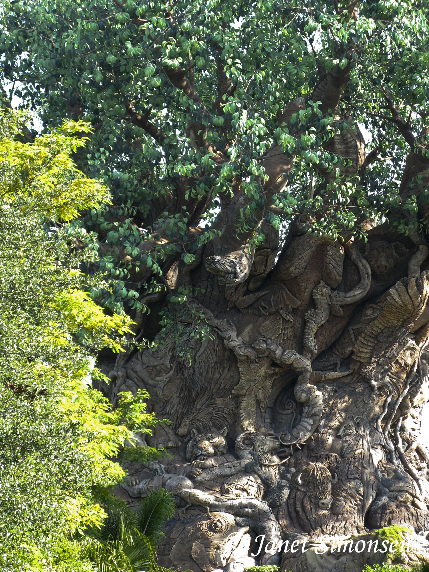 Animal Kingdom - Tree of Life