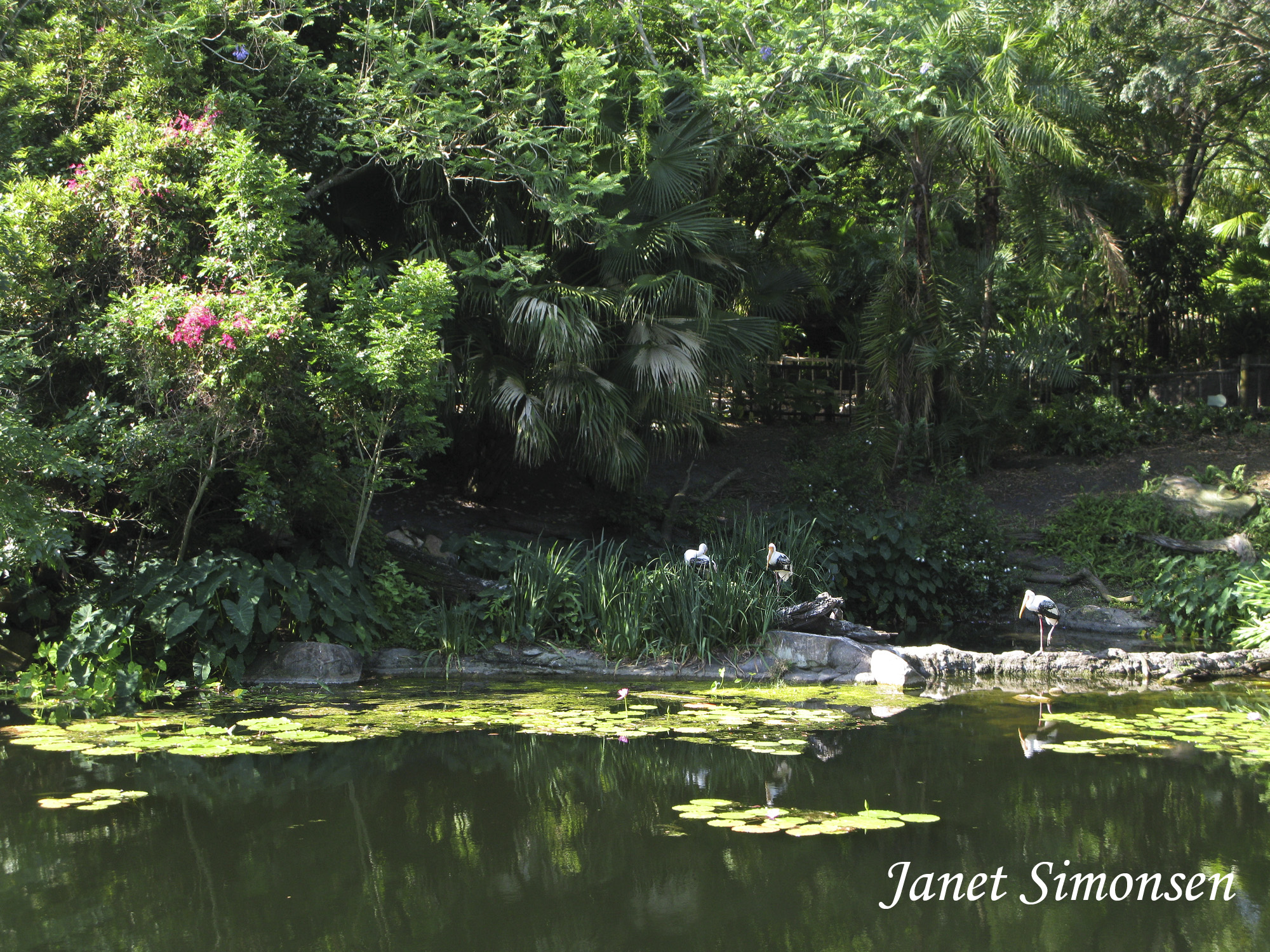 Animal Kingdom - Africa