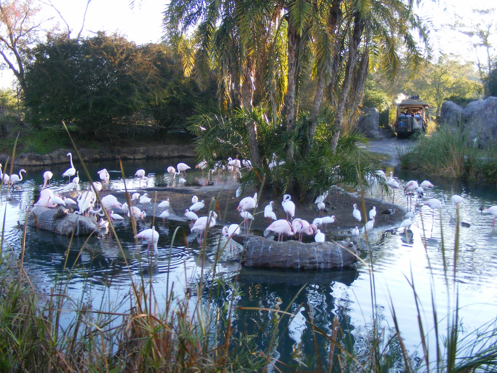 Flamingos on Hidden Mickey Island