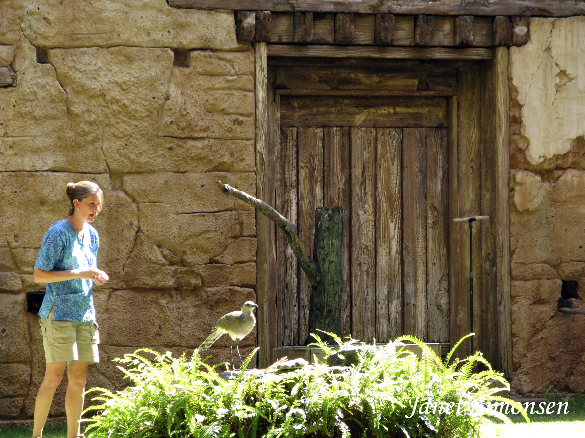 Animal Kingdom - Flights of Wonder