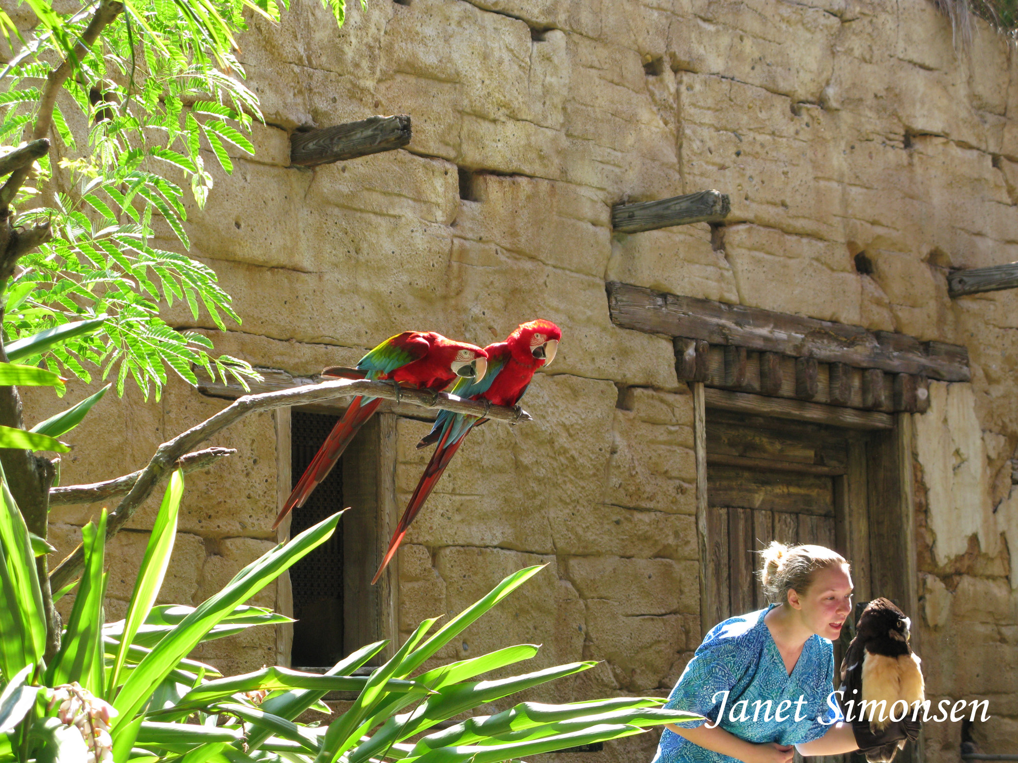 Animal Kingdom - Flights of Wonder