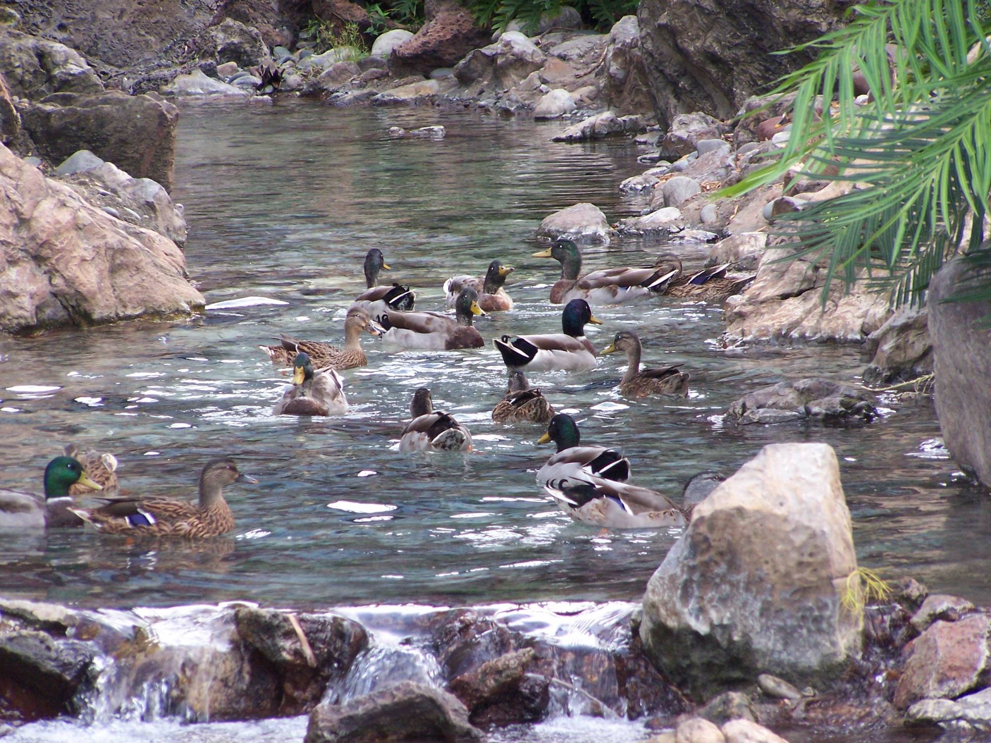 Polynesian Resort Stream