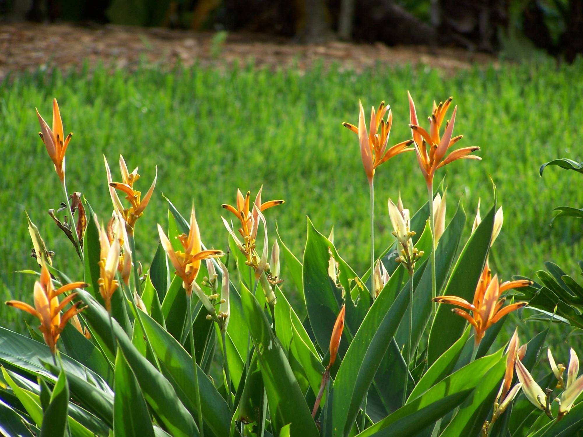 Polynesian - Landscaping