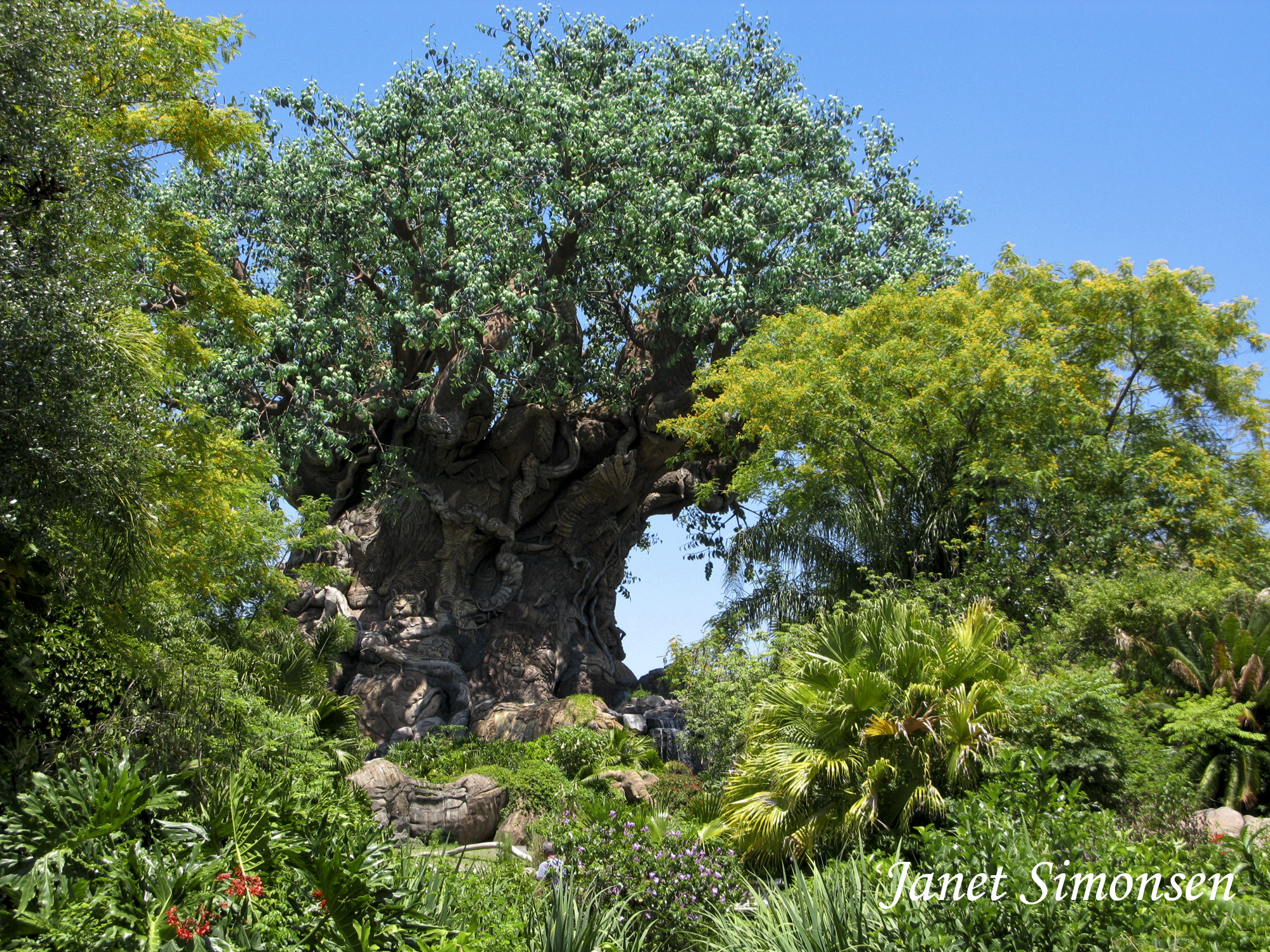 Animal Kingdom - Discovery Island