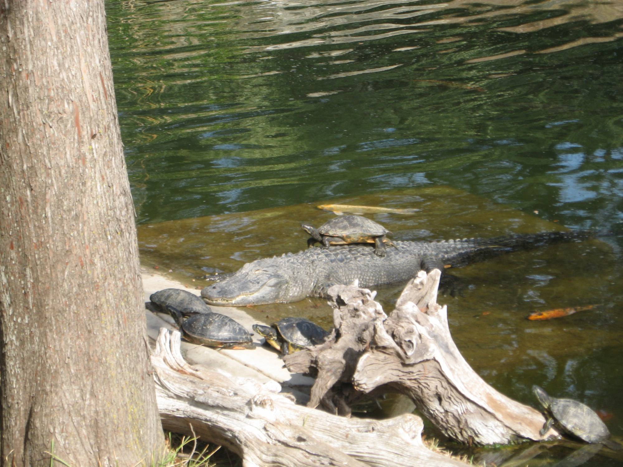 Sea World, San Antonio, TX - Alligator Alley