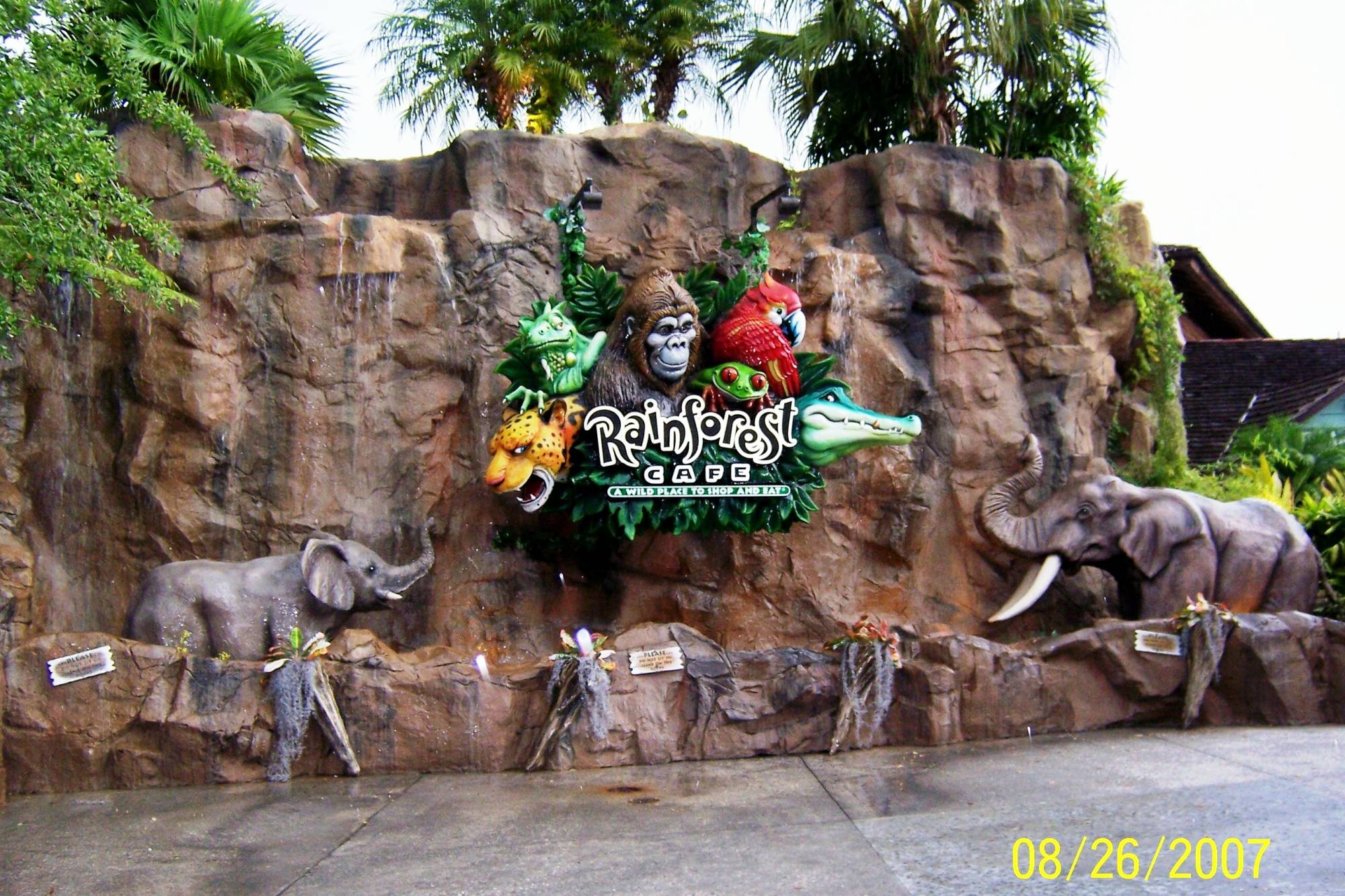 Downtown Disney - Rainforest Cafe