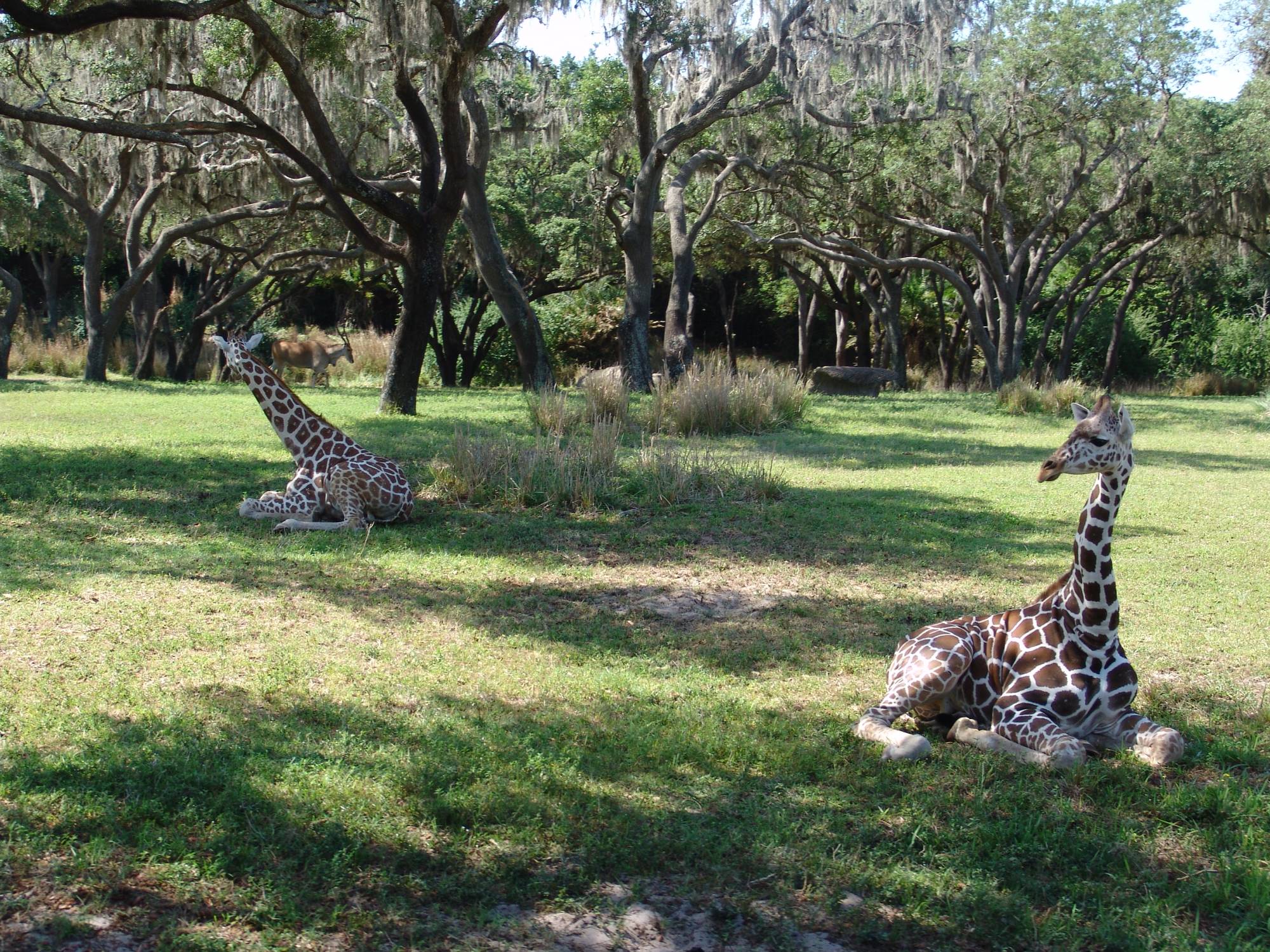 Animal Kingdom - Kilimanjaro Safaris