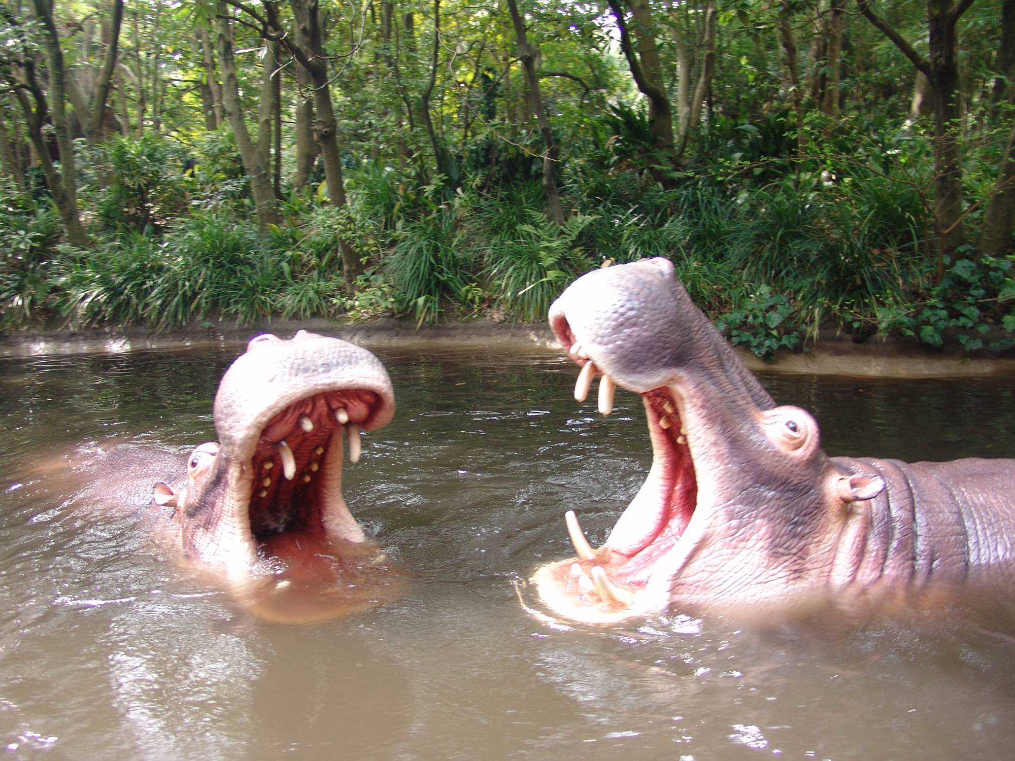 Tokyo Disneyland - Jungle Cruise