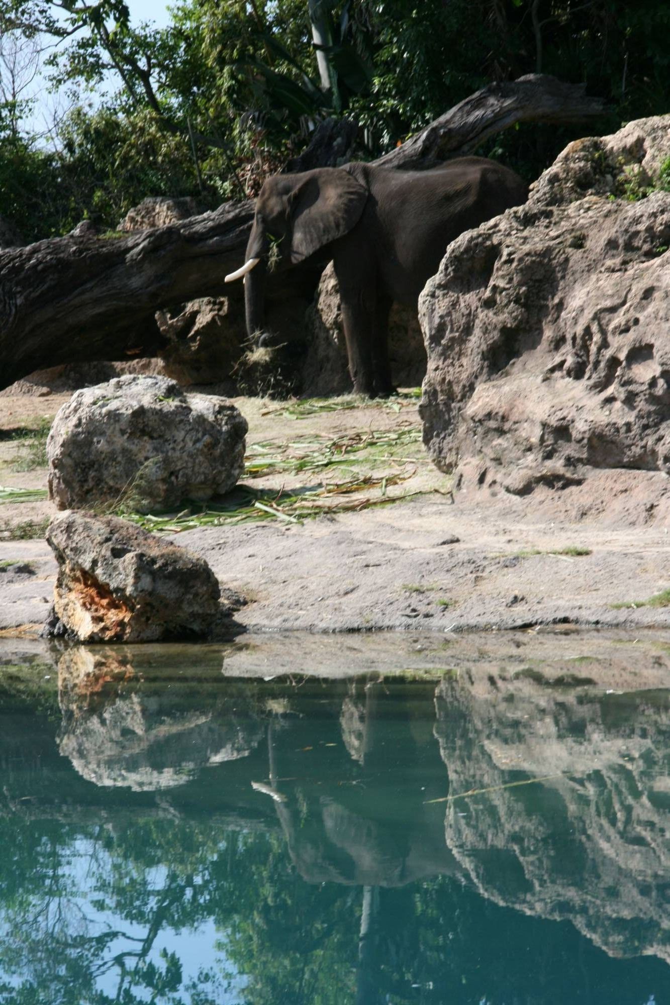 Animal Kingdom-Safari Ride
