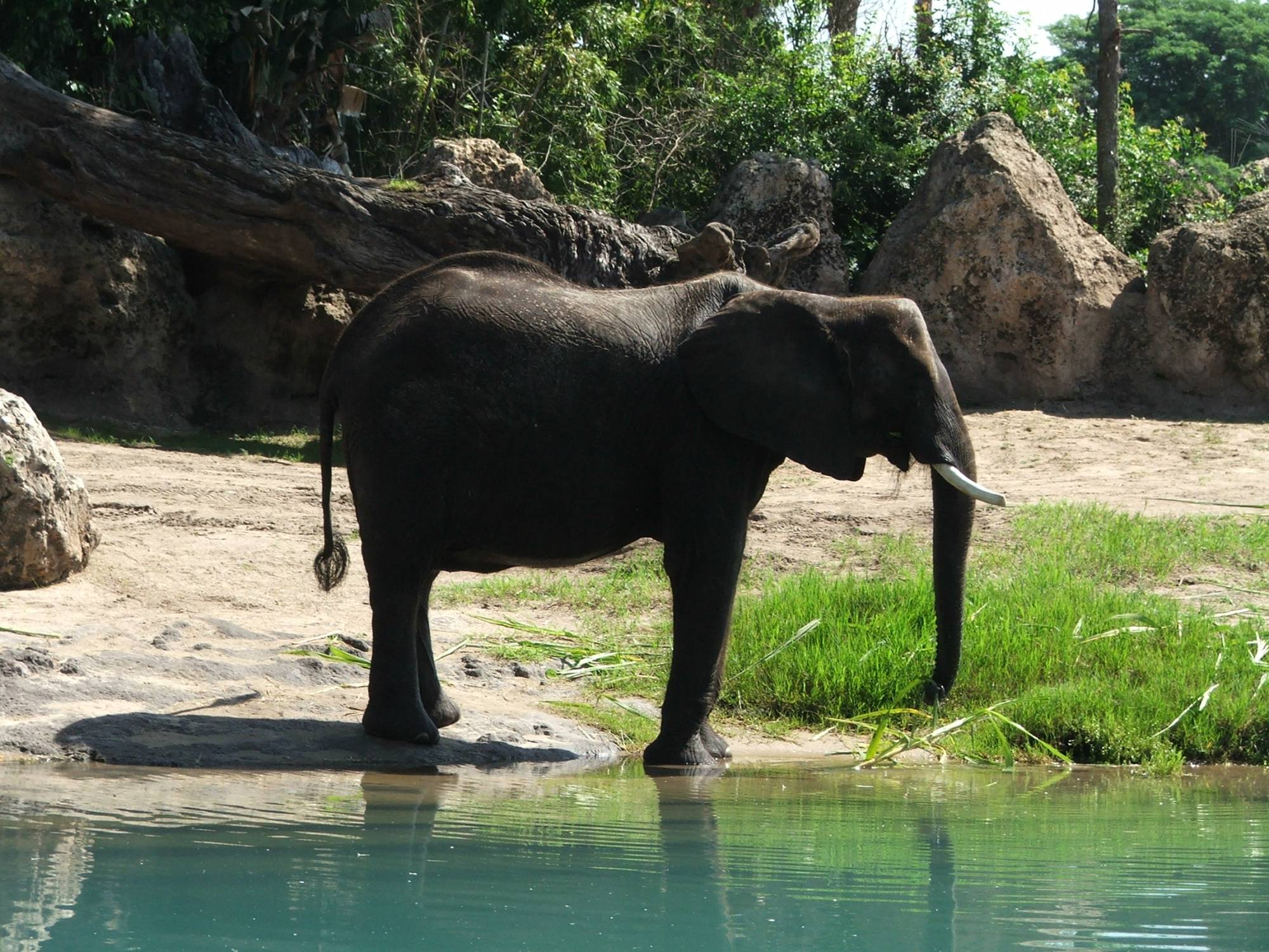 Baby Elephant