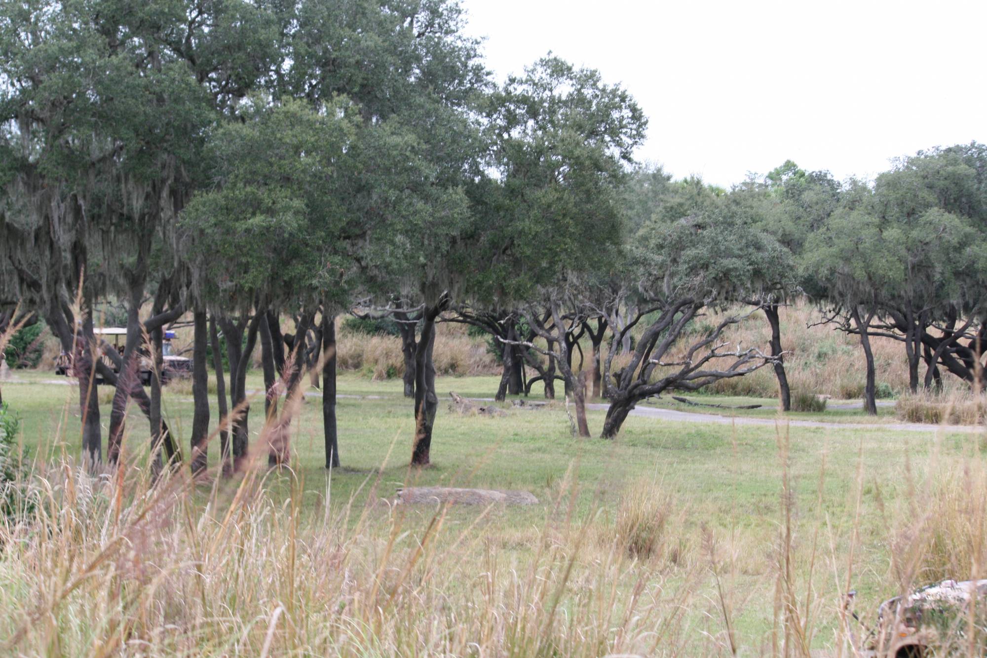 Kilimanjaro Safari