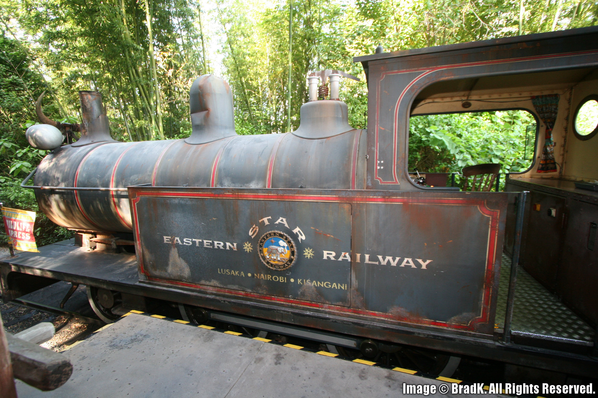 Animal Kingdom - Wildlife Express