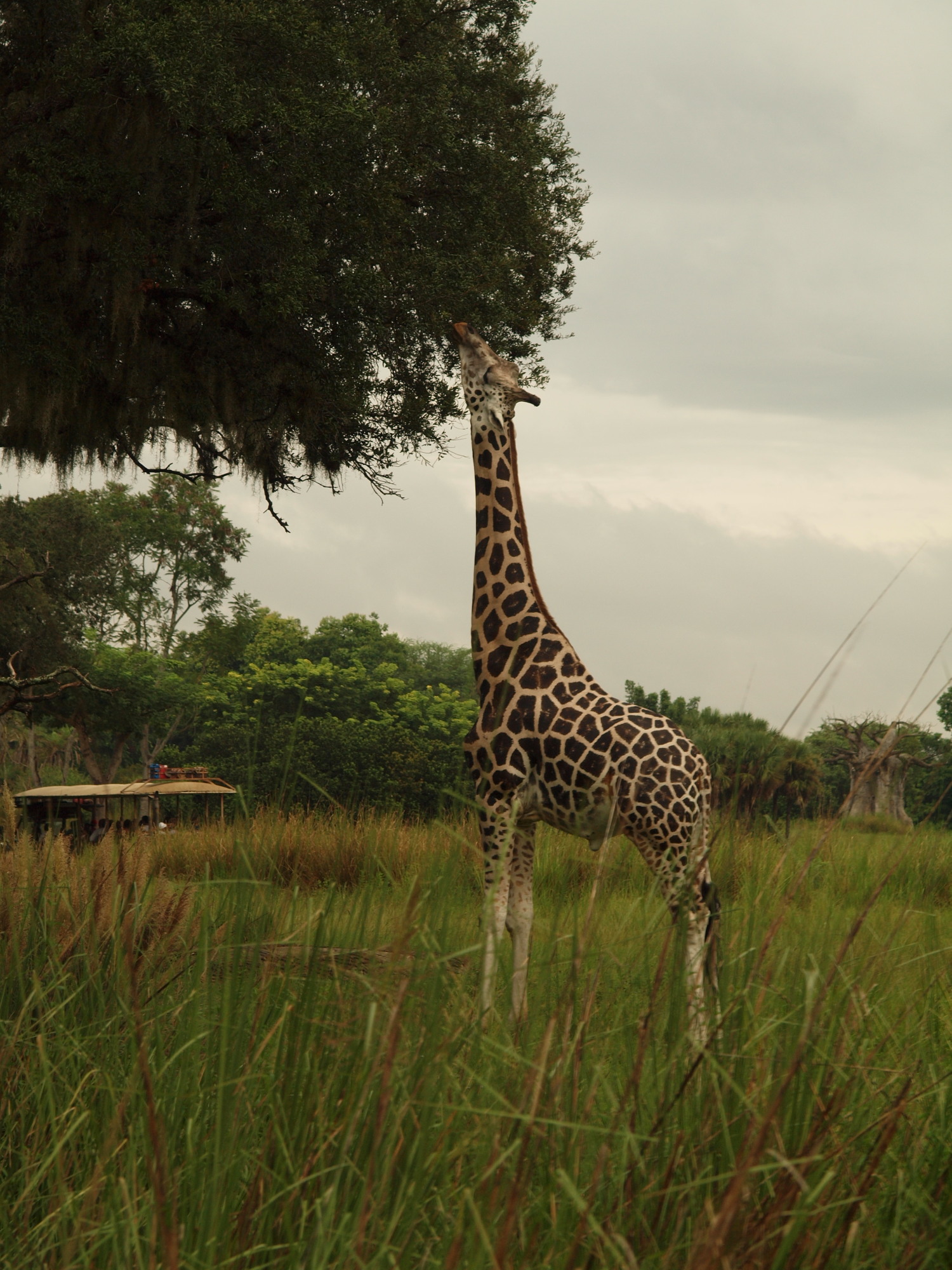 Animal Kingdom - Kilimanjaro Safaris - Giraffe