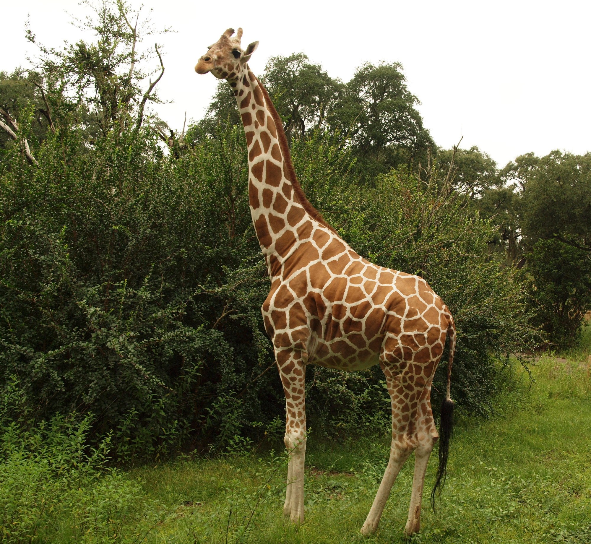 Animal Kingdom - Kilimanjaro Safaris - Giraffe